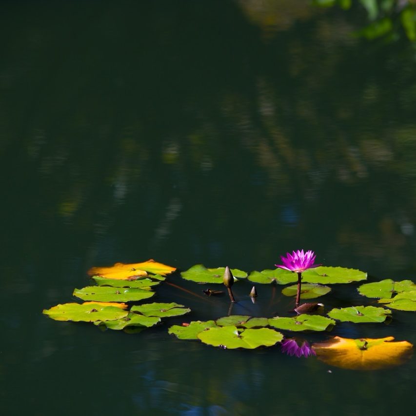 A closeup of sacred lotuses on a lake with greenery reflections on it under sunlight