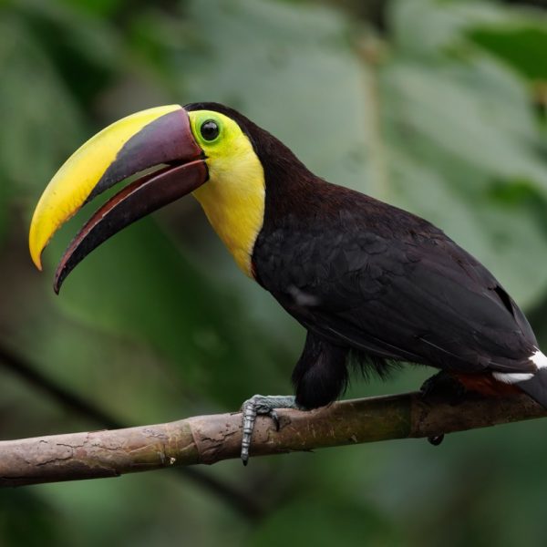 a-toucan-in-costa-rica-2022-08-31-03-57-38-utc (2) Large