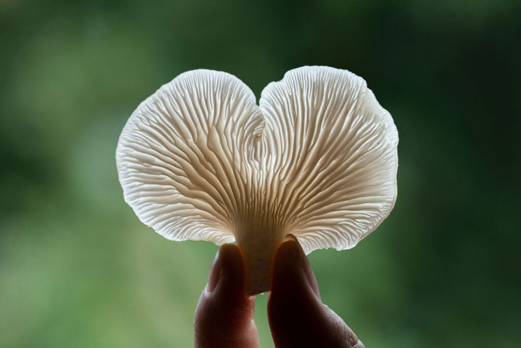 A psilocybin retreat mushroom in front of light in Costa Rica