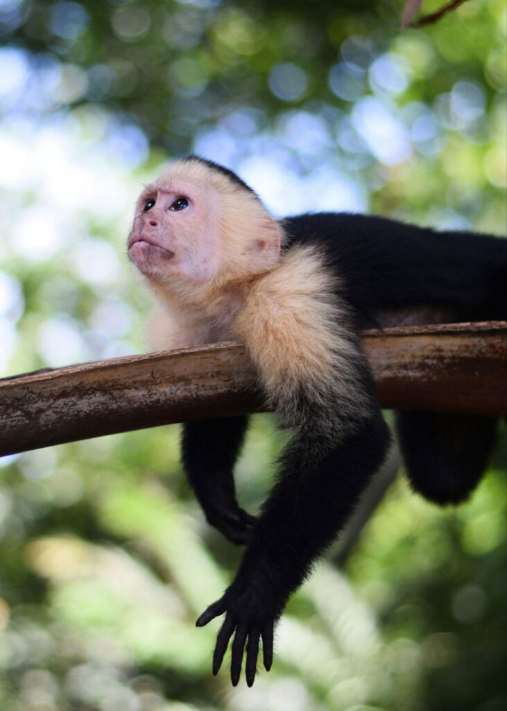 Curious monkey in the trees at a Costa Rica retreat center, playfully symbolizing the call to host a retreat in the heart of the jungle