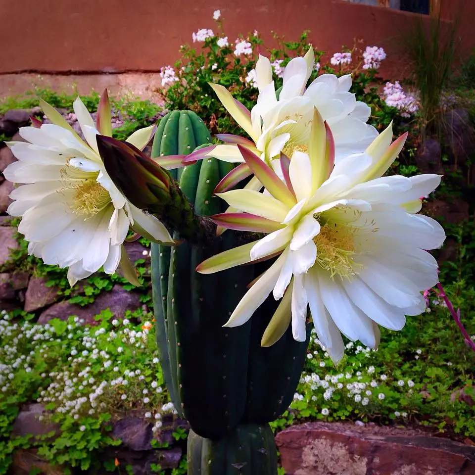 Fresh cactus flowers harvested for a San Pedro ceremony, symbolizing connection to nature and the sacred plant medicine tradition