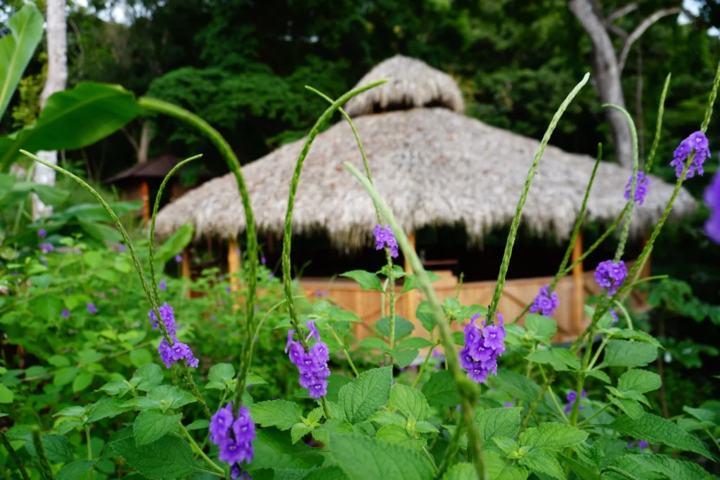 Scenic view of a psilocybin retreat in Costa Rica, tranquil healing spaces surrounded by lush jungle.