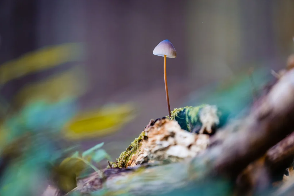 Psilocybin mushrooms growing outside of a psilocybin retreat in Costa Rica, cultivated for guided plant medicine ceremonies