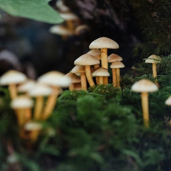 Mindful microdosing mushrooms growing out of the ground in a lush forest.