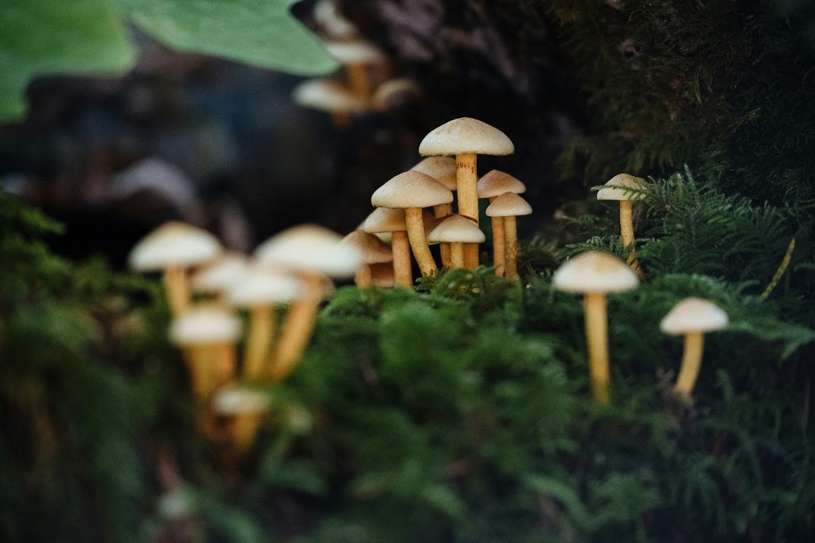 Mindful microdosing mushrooms growing out of the ground in a lush forest.