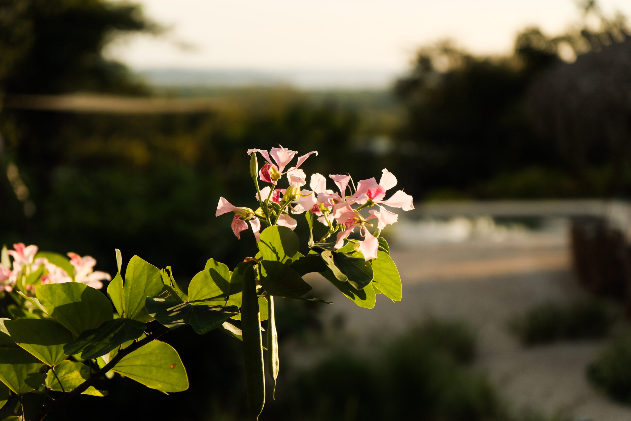 A flower growing gently out towards the world before a somatic healing retreat begins at Ananda Lodge.